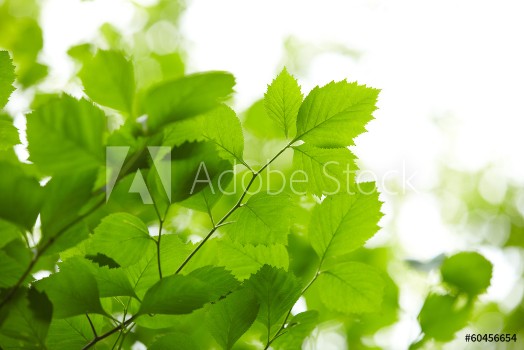 Bild på Green leaves